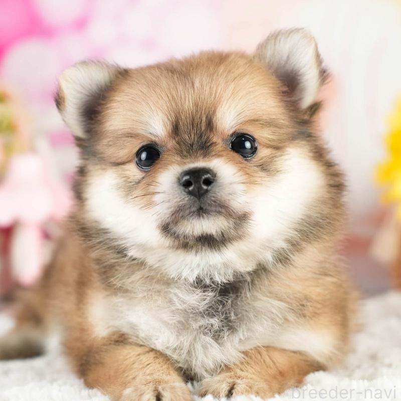 販売中の茨城県のポメチワ:ポメラニアン×チワワ-451025の1枚目