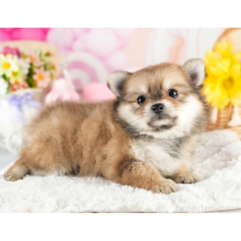 販売中の茨城県のポメチワ:ポメラニアン×チワワ-451025の7枚目