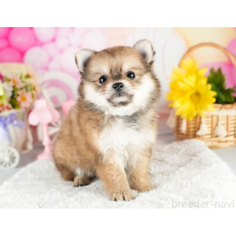 販売中の茨城県のポメチワ:ポメラニアン×チワワ-451025の6枚目
