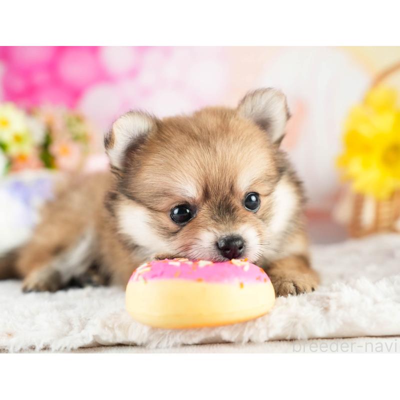 販売中の茨城県のポメチワ:ポメラニアン×チワワ-451025の4枚目