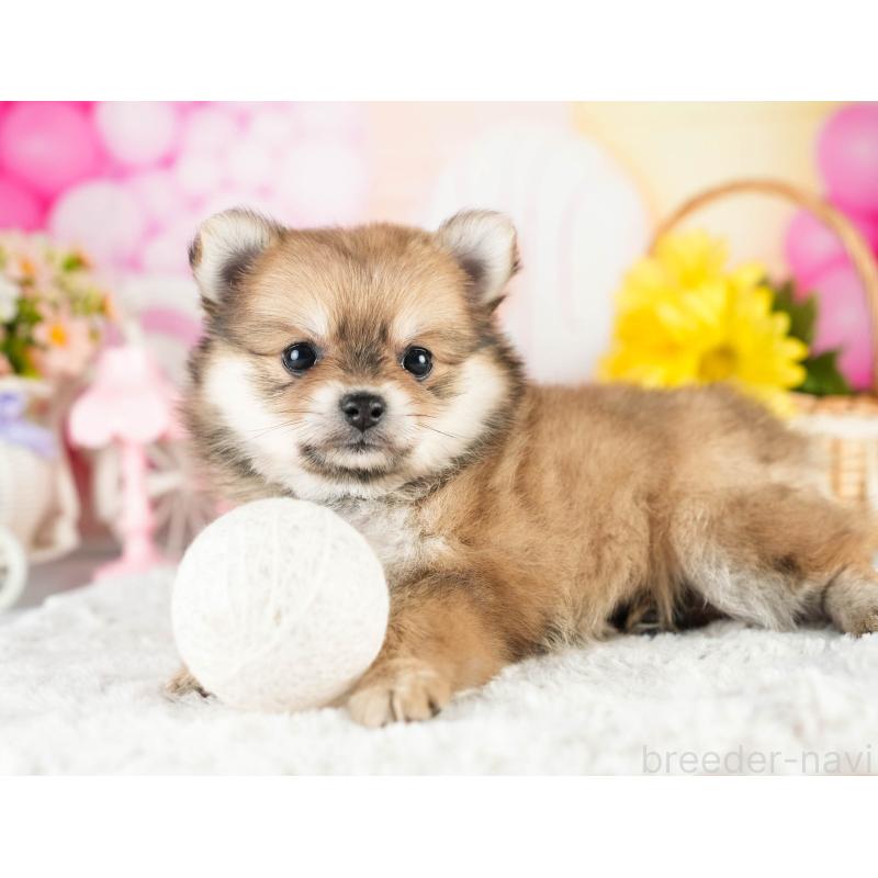 販売中の茨城県のポメチワ:ポメラニアン×チワワ-451025の3枚目