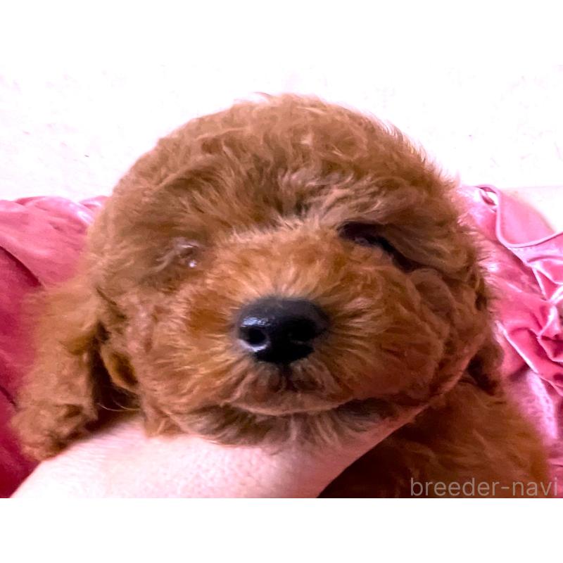 販売中の大阪府のトイプードル-450967の5枚目