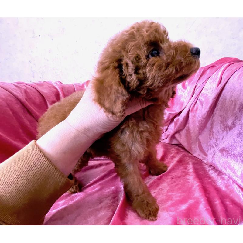 販売中の大阪府のトイプードル-450967の4枚目