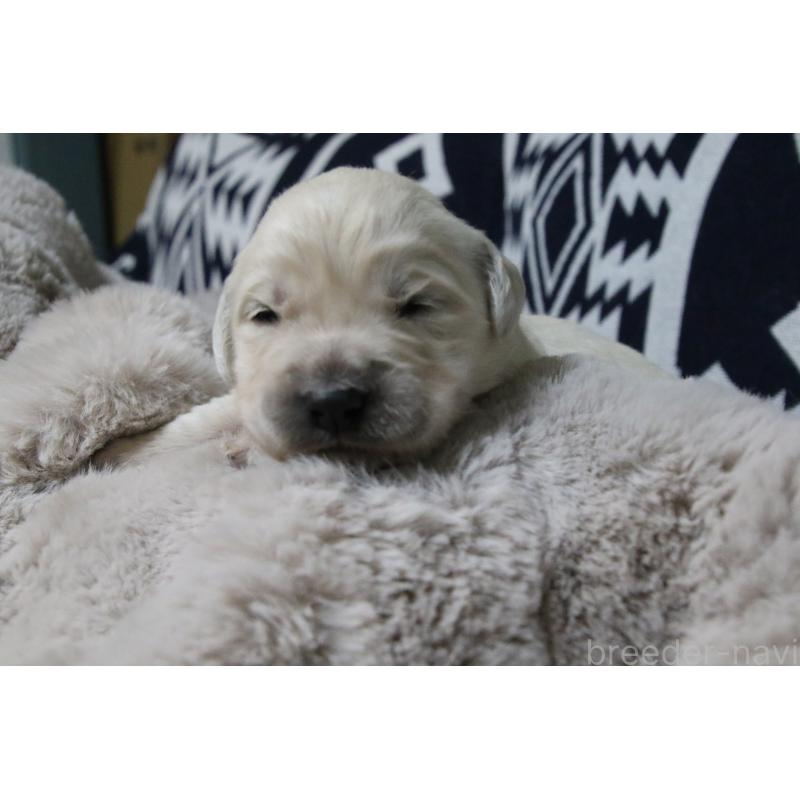 販売中の栃木県のゴールデンレトリーバー-450969の4枚目