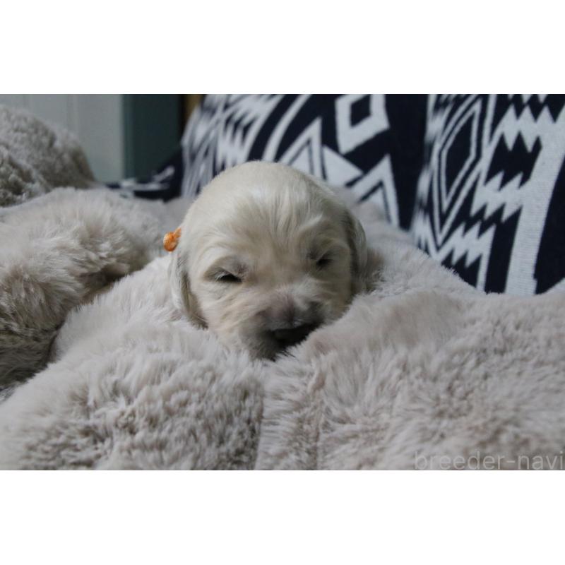 販売中の栃木県のゴールデンレトリーバー-450969の3枚目