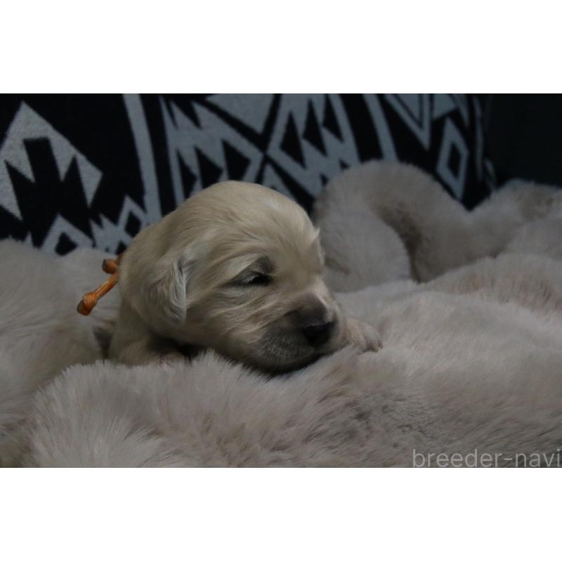 販売中の栃木県のゴールデンレトリーバー-450969の2枚目