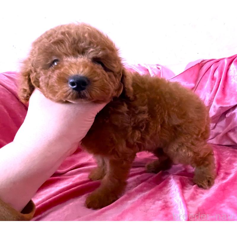 販売中の大阪府のトイプードル-450967の3枚目