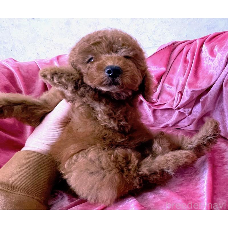 販売中の大阪府のトイプードル-450967の2枚目