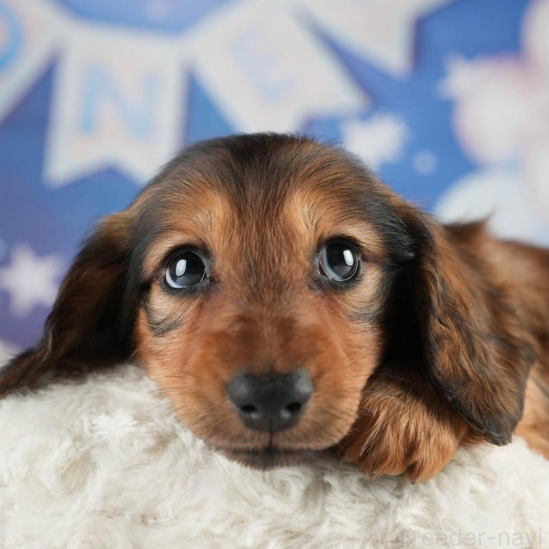 販売中の茨城県のミニチュアダックスフンド(ロングヘアード)-451019の8枚目
