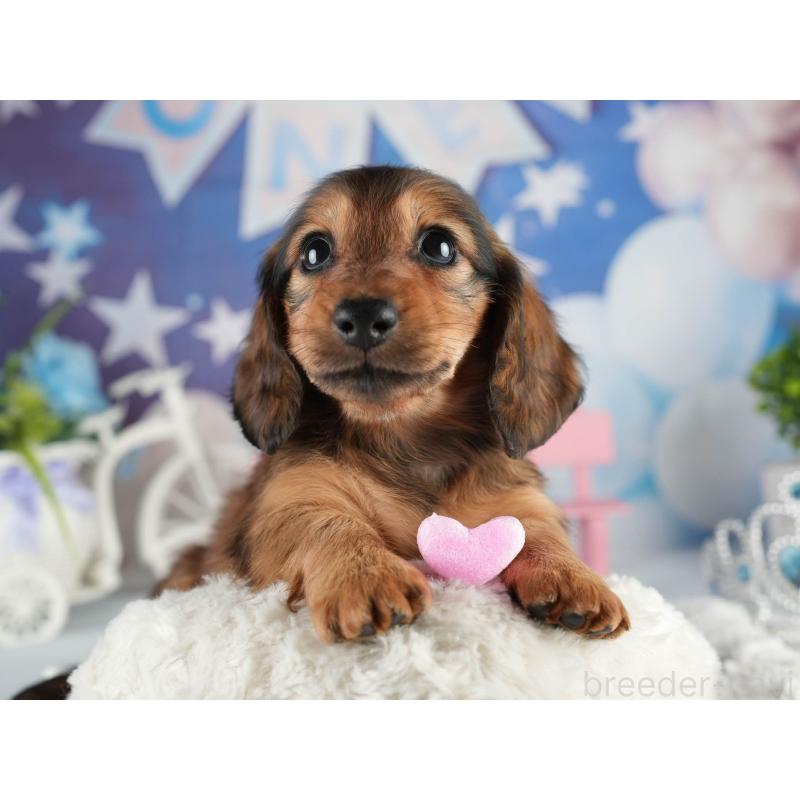 販売中の茨城県のミニチュアダックスフンド(ロングヘアード)-451019の7枚目