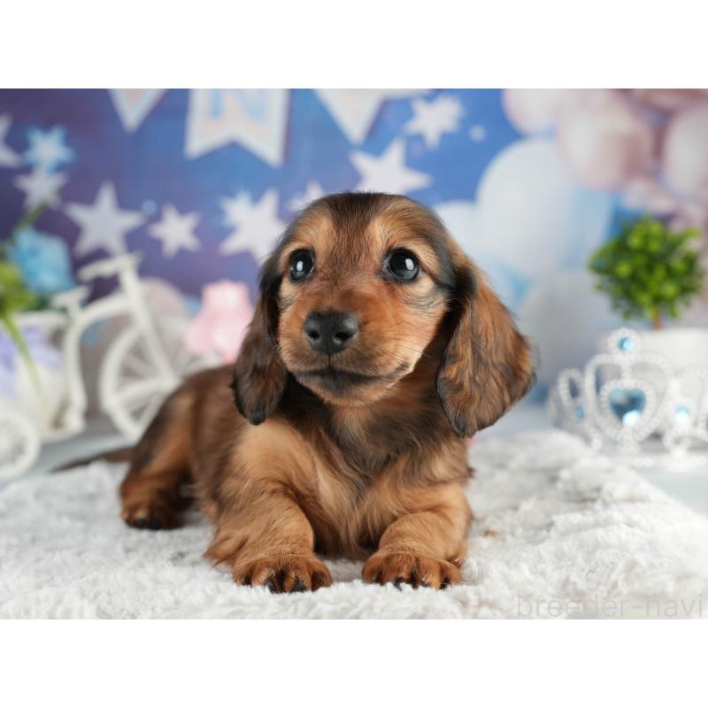 販売中の茨城県のミニチュアダックスフンド(ロングヘアード)-451019の6枚目