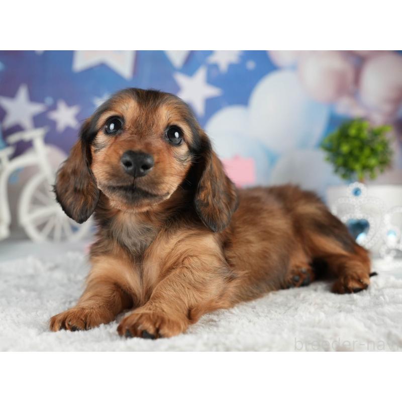 販売中の茨城県のミニチュアダックスフンド(ロングヘアード)-451019の5枚目