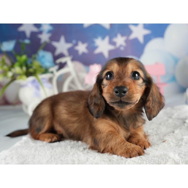 販売中の茨城県のミニチュアダックスフンド(ロングヘアード)-451019の4枚目