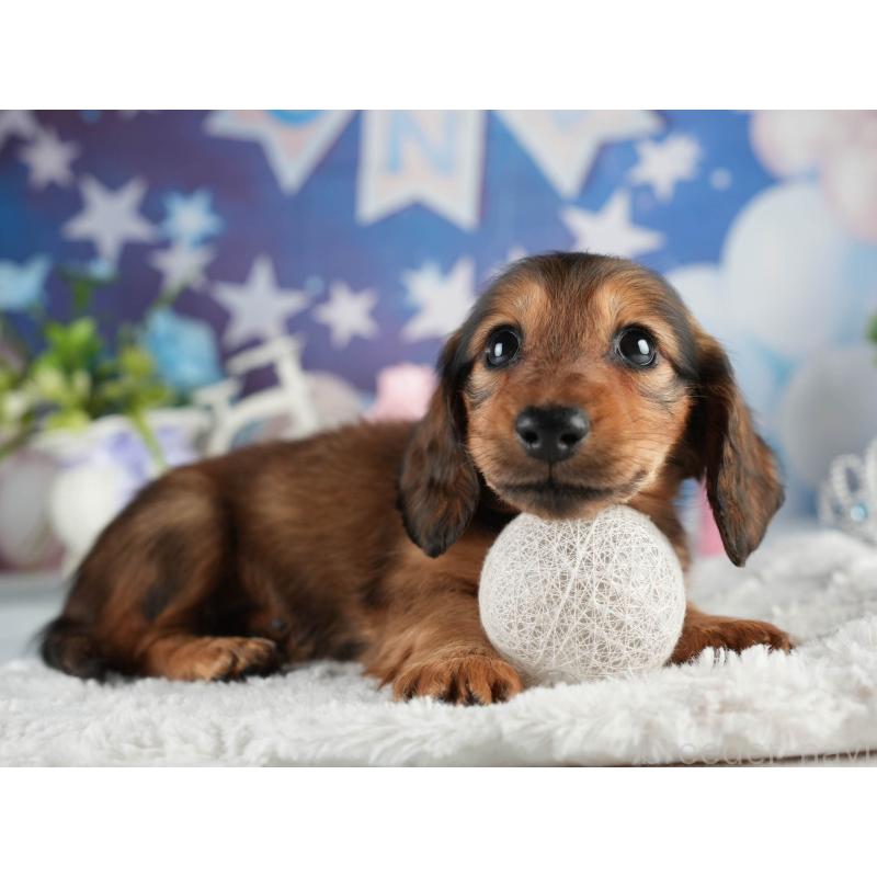 販売中の茨城県のミニチュアダックスフンド(ロングヘアード)-451019の3枚目