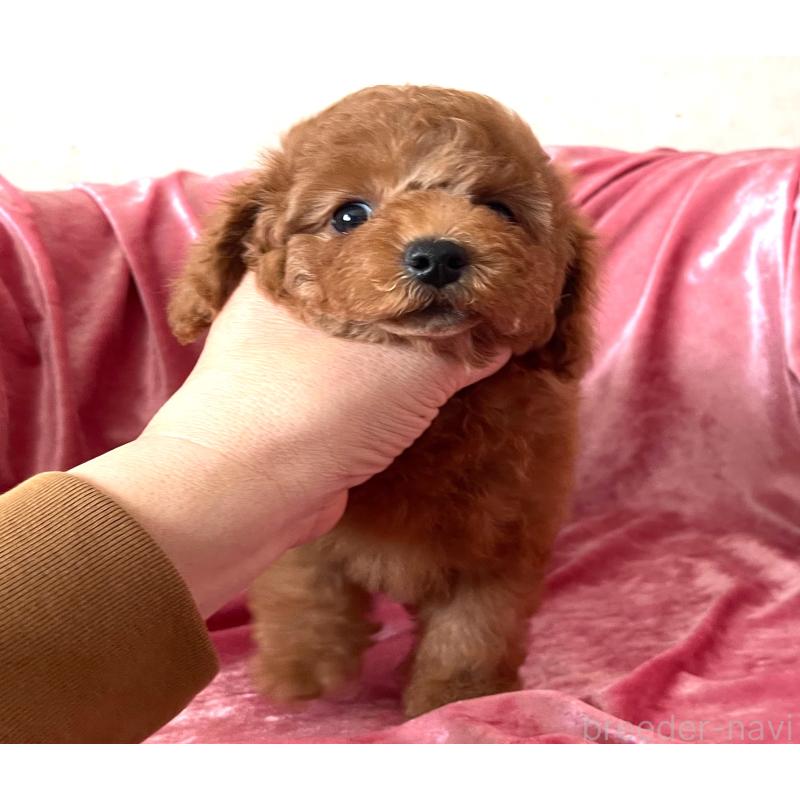 販売中の大阪府のトイプードル-450968の1枚目