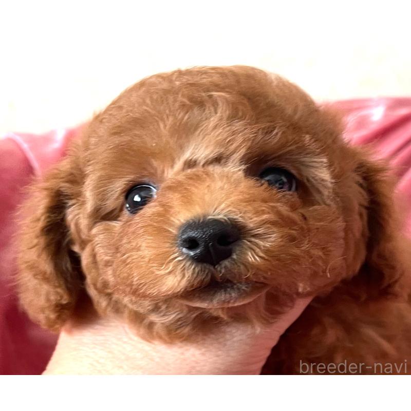 販売中の大阪府のトイプードル-450968の5枚目