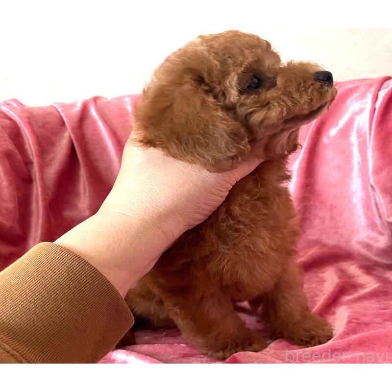 販売中の大阪府のトイプードル-450968の4枚目