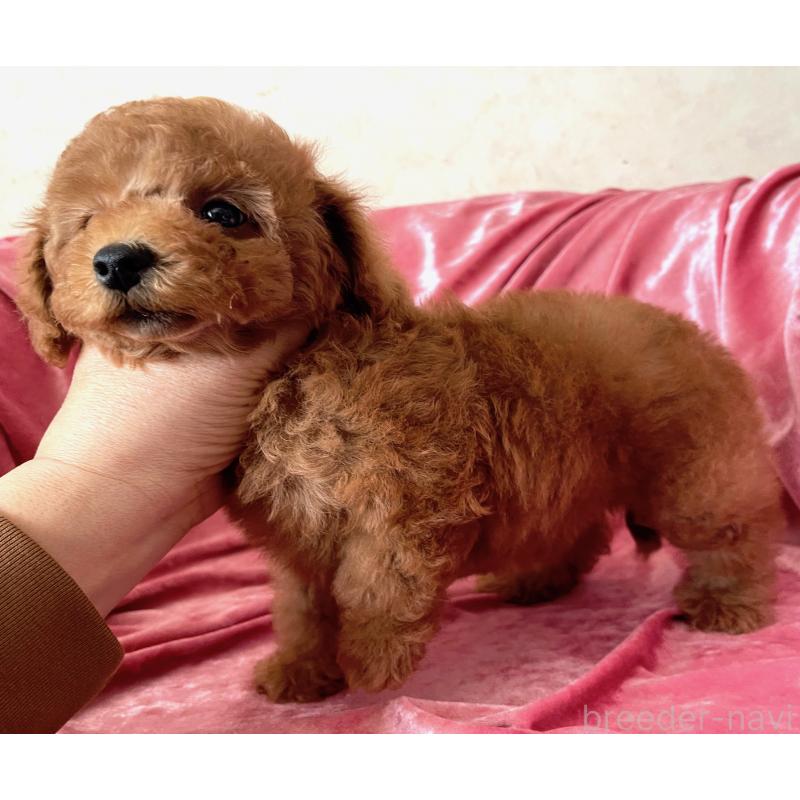 販売中の大阪府のトイプードル-450968の3枚目