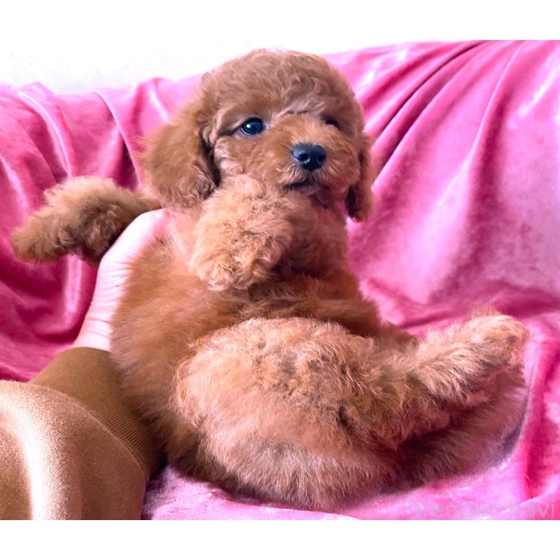 販売中の大阪府のトイプードル-450968の2枚目