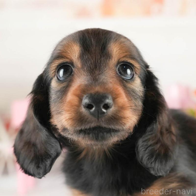 販売中の茨城県のミニチュアダックスフンド(ロングヘアード)-451016の8枚目