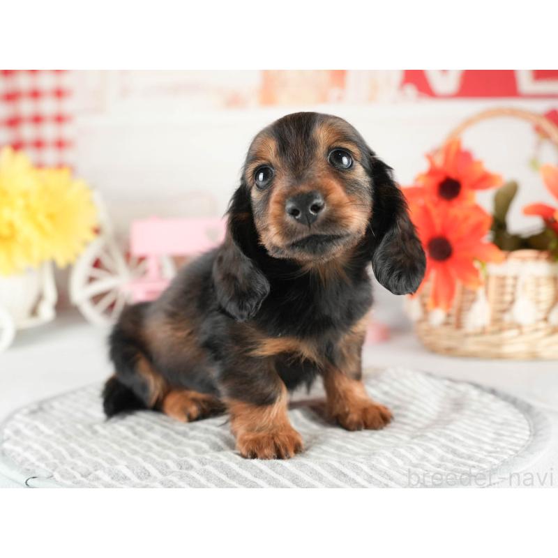 販売中の茨城県のミニチュアダックスフンド(ロングヘアード)-451016の7枚目