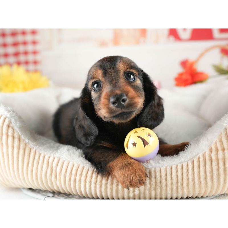 販売中の茨城県のミニチュアダックスフンド(ロングヘアード)-451016の6枚目