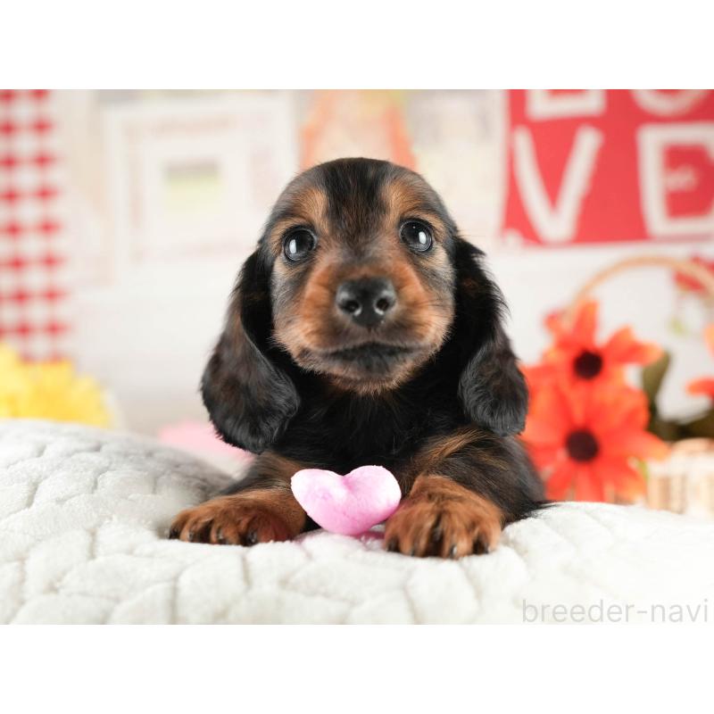 販売中の茨城県のミニチュアダックスフンド(ロングヘアード)-451016の5枚目