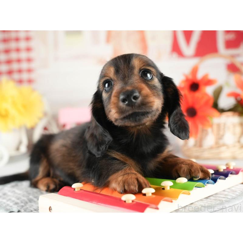 販売中の茨城県のミニチュアダックスフンド(ロングヘアード)-451016の4枚目