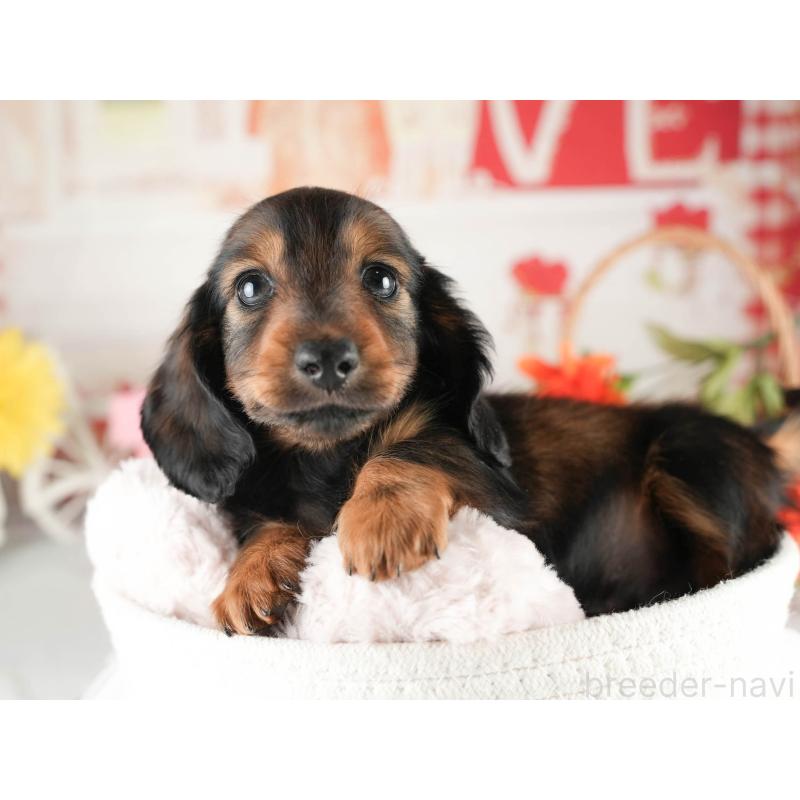 販売中の茨城県のミニチュアダックスフンド(ロングヘアード)-451016の3枚目