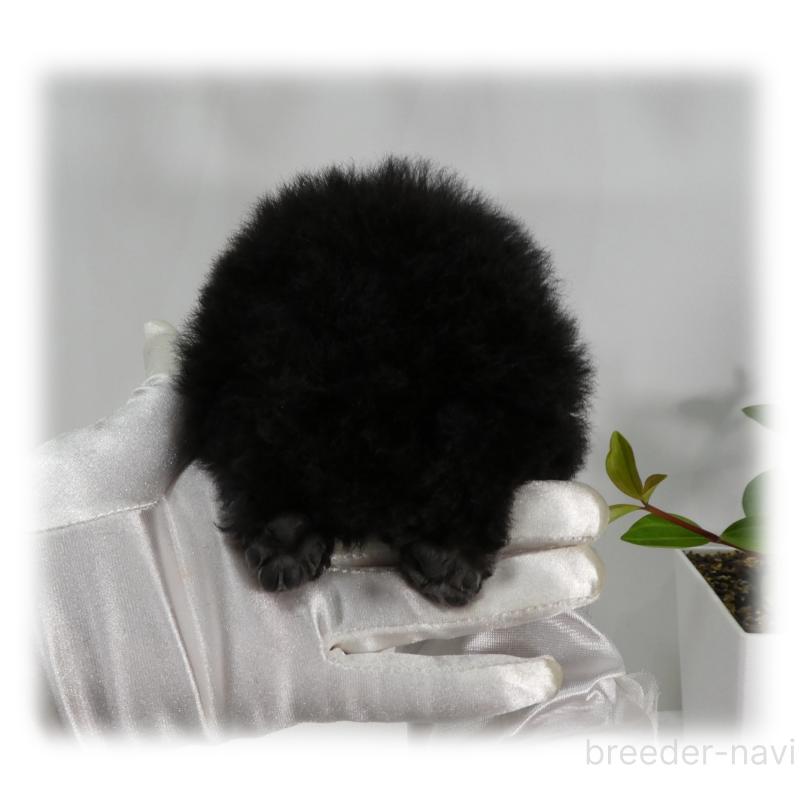 販売中の埼玉県のティーカッププードル-450975の18枚目