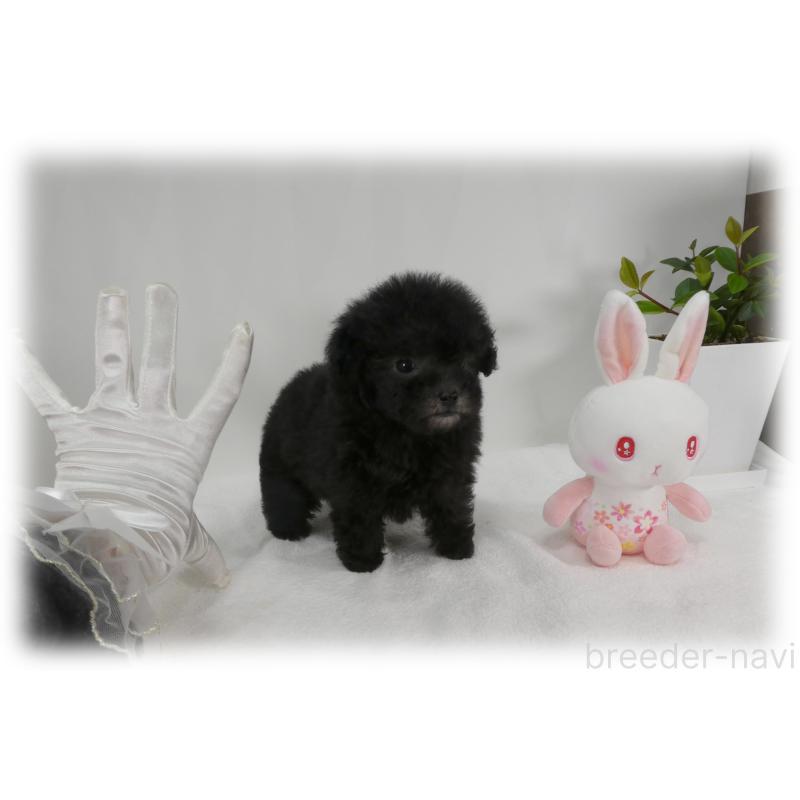 販売中の埼玉県のティーカッププードル-450975の17枚目