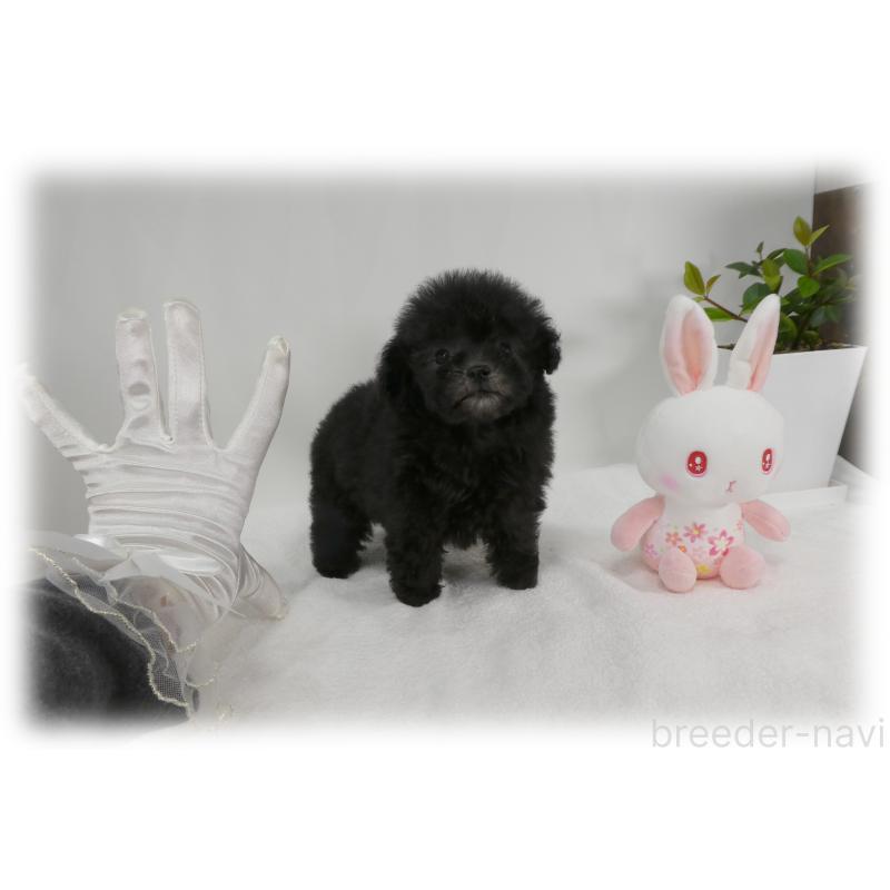 販売中の埼玉県のティーカッププードル-450975の16枚目