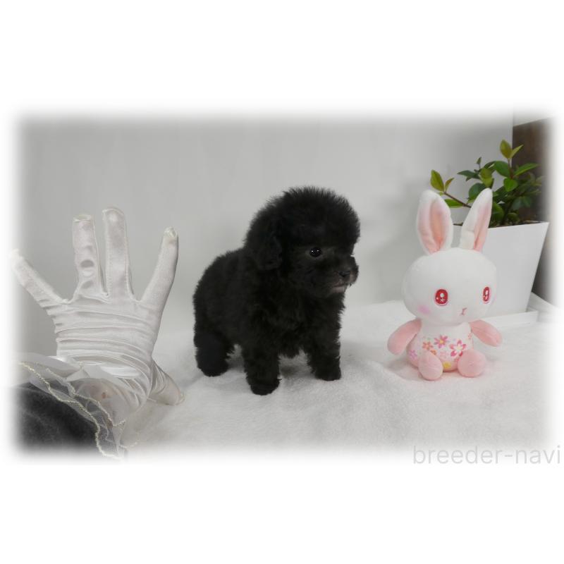 販売中の埼玉県のティーカッププードル-450975の15枚目