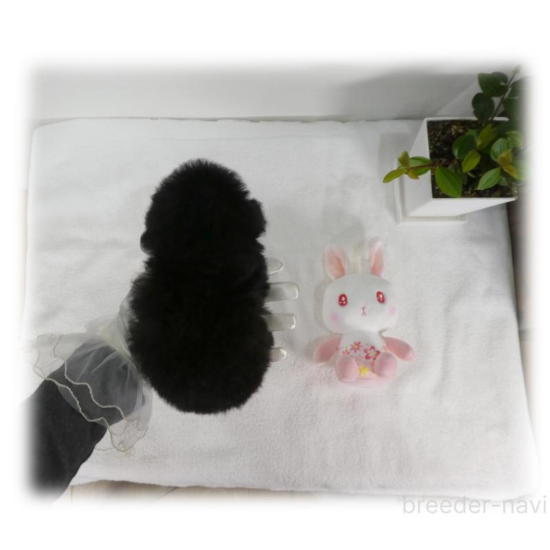 販売中の埼玉県のティーカッププードル-450975の14枚目