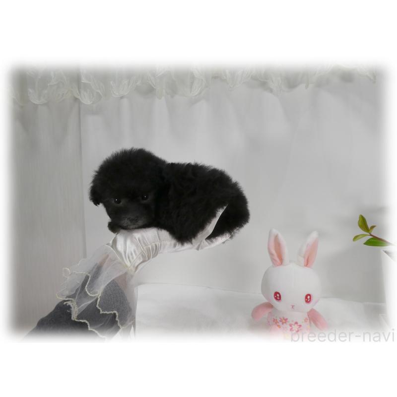 販売中の埼玉県のティーカッププードル-450975の12枚目