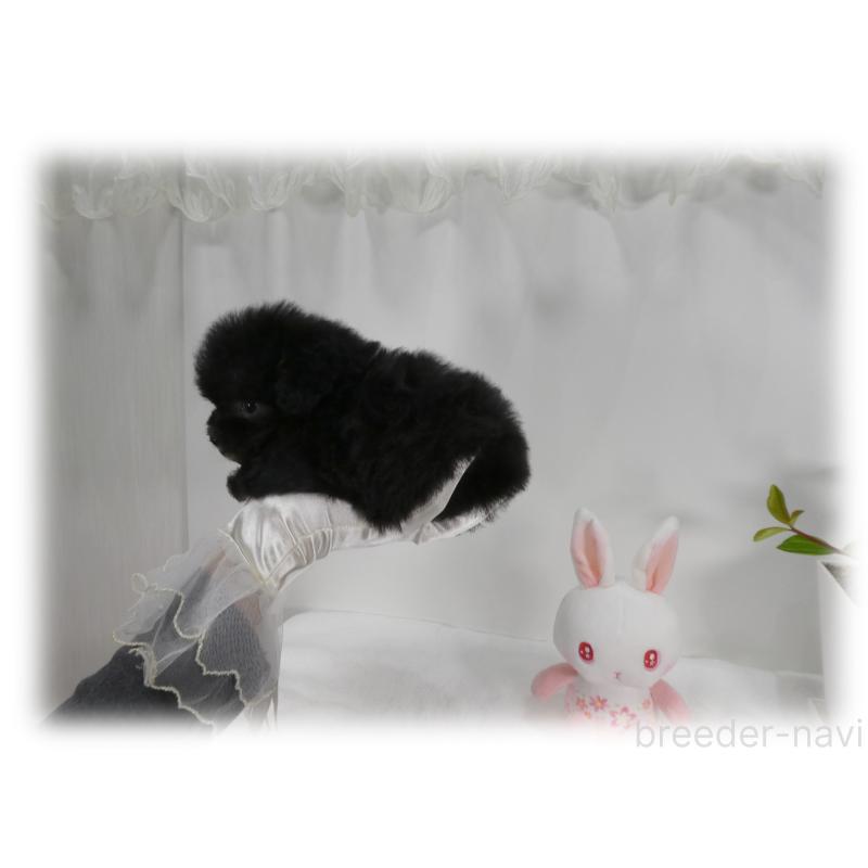 販売中の埼玉県のティーカッププードル-450975の11枚目