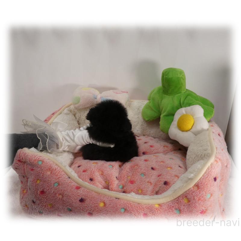 販売中の埼玉県のティーカッププードル-450975の10枚目