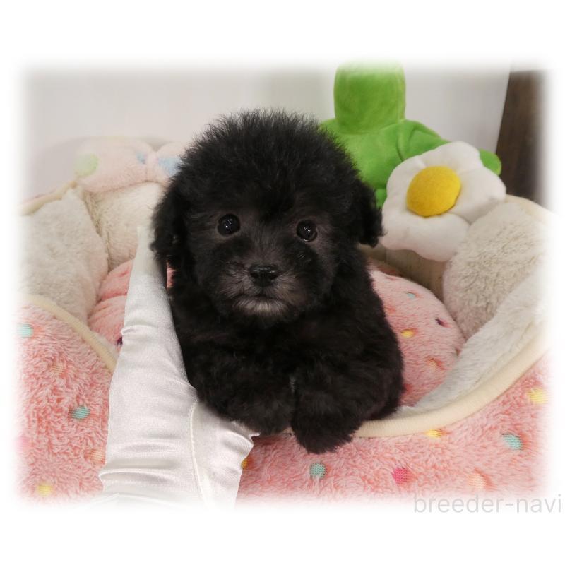 販売中の埼玉県のティーカッププードル-450975の8枚目