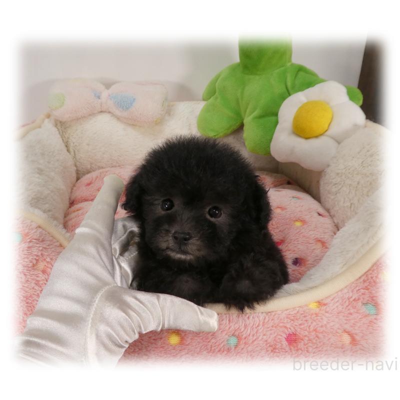 販売中の埼玉県のティーカッププードル-450975の7枚目