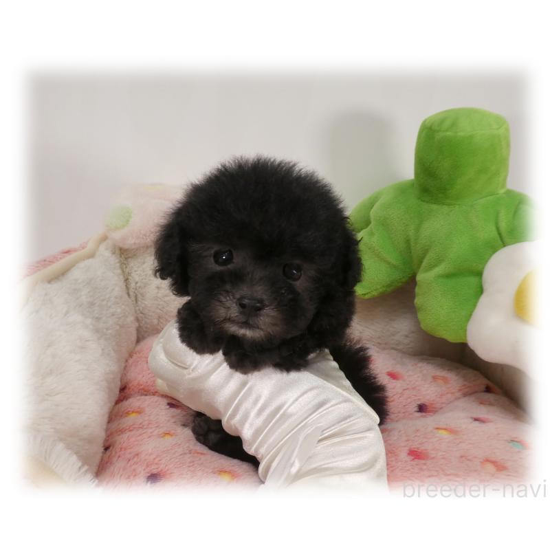 販売中の埼玉県のティーカッププードル-450975の6枚目