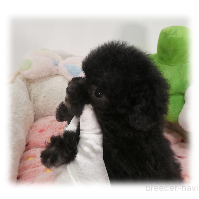 販売中の埼玉県のティーカッププードル-450975の4枚目