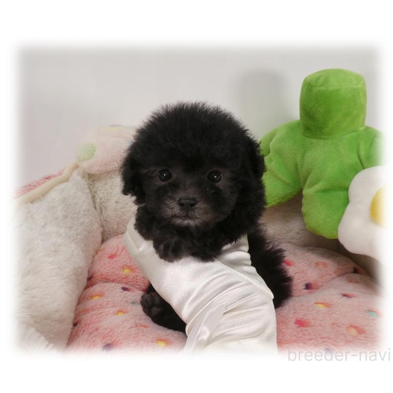 販売中の埼玉県のティーカッププードル-450975の3枚目