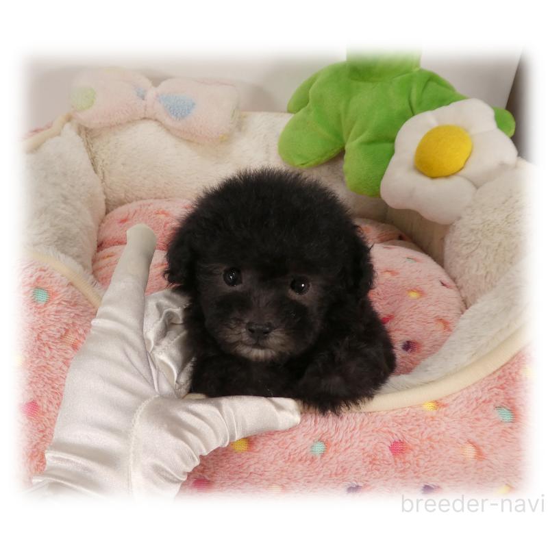 販売中の埼玉県のティーカッププードル-450975の2枚目