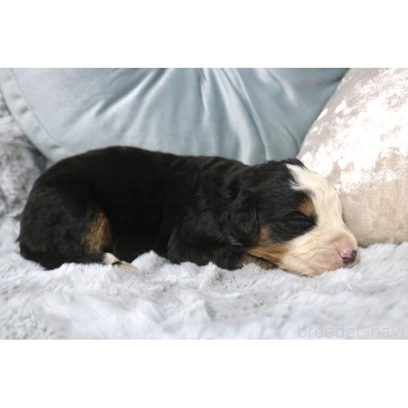 販売中の奈良県のバーニーズマウンテンドッグ-450970の2枚目