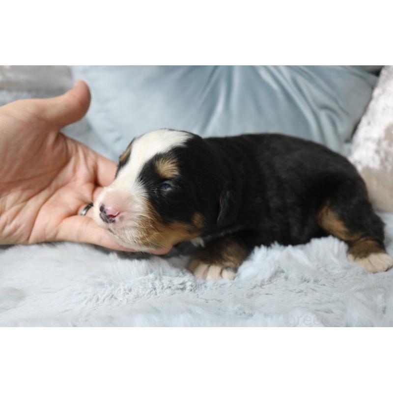 販売中の奈良県のバーニーズマウンテンドッグ-450971の3枚目