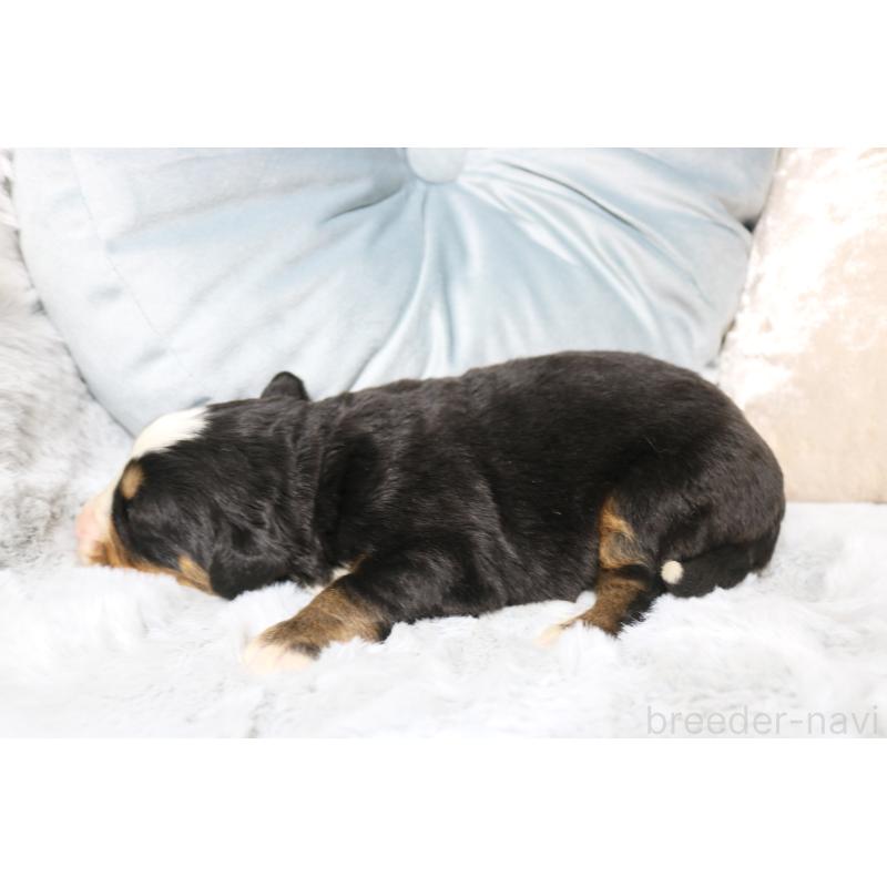 販売中の奈良県のバーニーズマウンテンドッグ-450971の2枚目