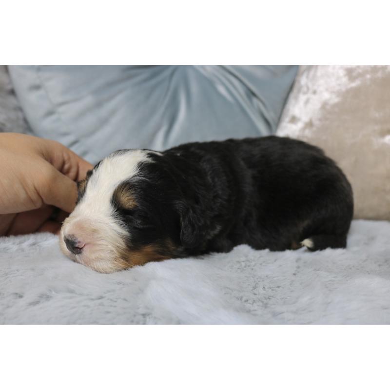 販売中の奈良県のバーニーズマウンテンドッグ-450972の3枚目