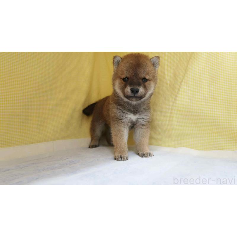 販売中の東京都の柴犬-450973の4枚目