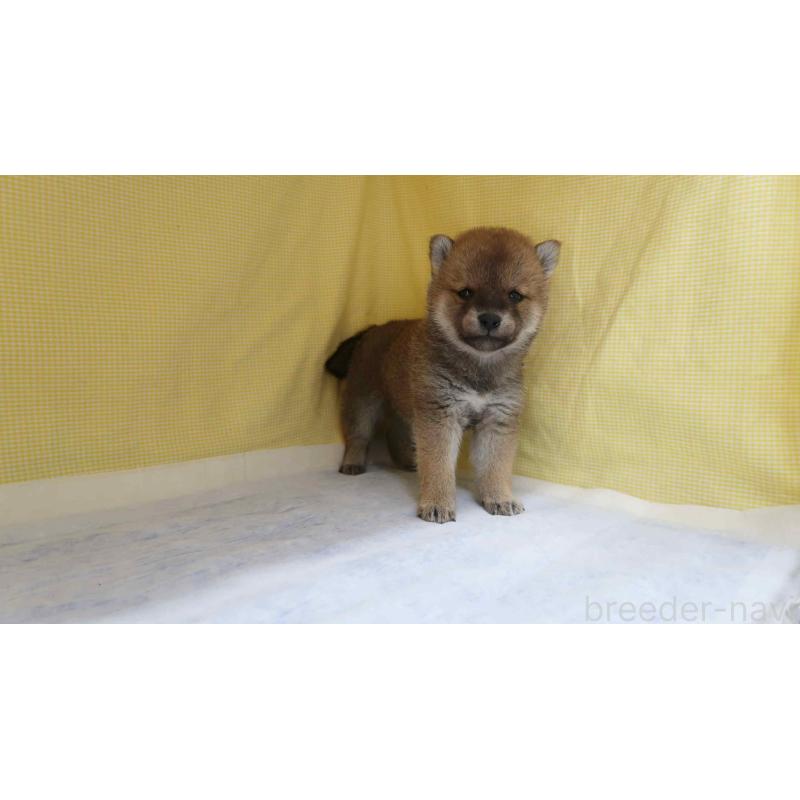 販売中の東京都の柴犬-450973の3枚目