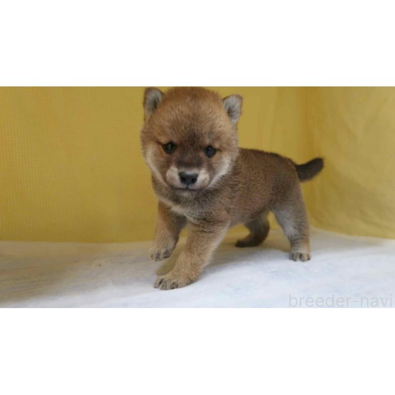 販売中の東京都の柴犬-450973の2枚目